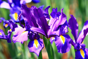 view of Iris(Flag,Gladdon,Fleur-de-lis) flowers,close-up of beautiful colorful Iris flowers...