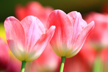 amazing view of blooming colorful Tulip flowers,close-up of beautiful pink Tulip flowers blooming in the garden