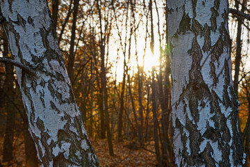 Fototapeta premium Autumn leaves at sunset in the forest.