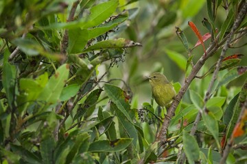 Orange-crowned Warbler