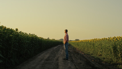 Farmer watching sunflower field in evening sunlight. Agrarian rest country road