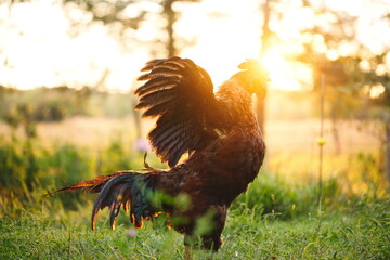 Chickens on a small farm in the country. Small scale poultry farming in Ontario, Canada.