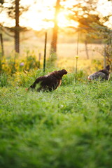 Chickens on a small farm in the country. Small scale poultry farming in Ontario, Canada.