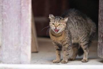 the cat fright hisses