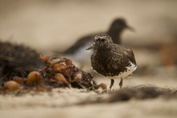 Black Turnstones on the beach