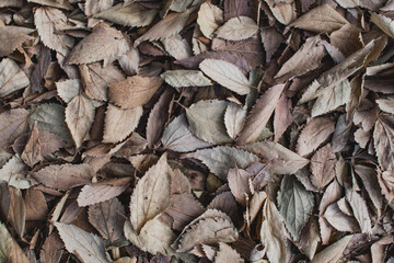 leaves background