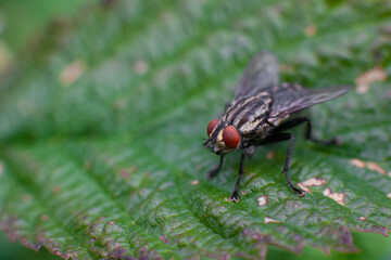 close up of a fly insect