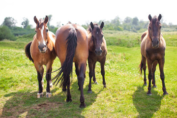 Fototapeta na wymiar beautiful horses graze in the pasture