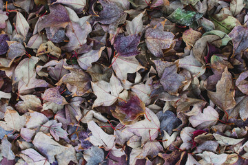 leaves background