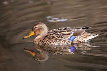 wild duck swims in the lake