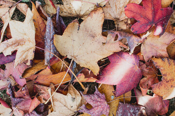 fallen autumn leaves