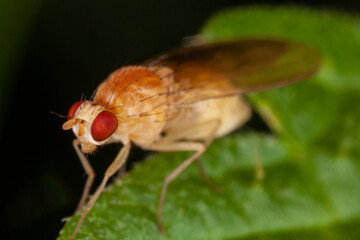 close up of a fly insect