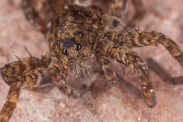 close up spider, macro photography