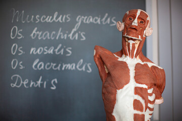 human muscle anatomy on a mannequin