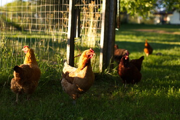 Chickens on a small farm in the country. Small scale poultry farming in Ontario, Canada. - Powered by Adobe