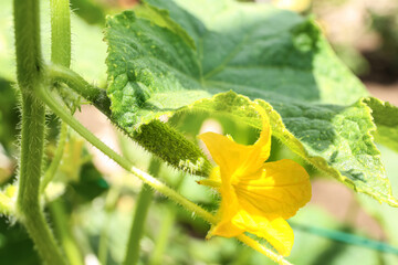 Yellow flower on cucumber bush in garden