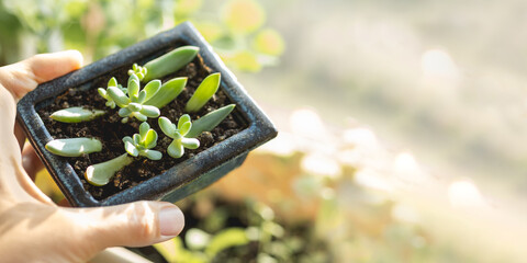 Woman holds flower pot with small succulents. Growing and reproduction new Echeveria plants from leaves. Horizontal banner with copy space.
