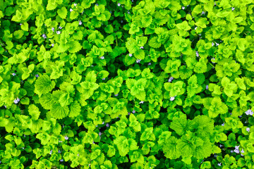 closeup green grass background texture