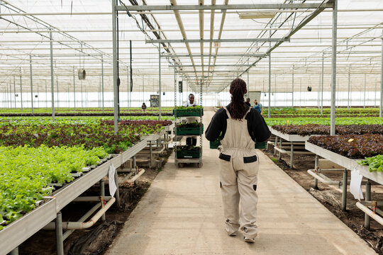 African american woman walking away in greenhouse holding crate with fresh batch of hand picked lettuce for delivery. Organic farm worker preparing daily production in hydroponic enviroment.