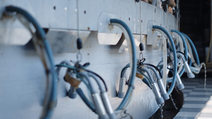 Automated cow milking device after producing milk technological cowshed.