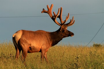 elk in the valley 