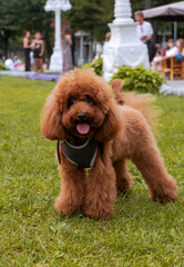Fototapeta premium Curly brown poodle on a walk