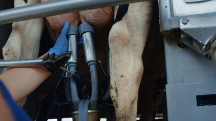 Farmer using milking system working in cowshed producing organic dairy closeup.