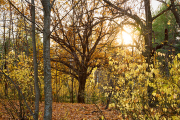 Autumn leaves at sunset in the forest.