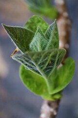 close up of a leaf