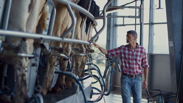 Business owner inspecting milking carousel on dairy farm. Man checking facility.