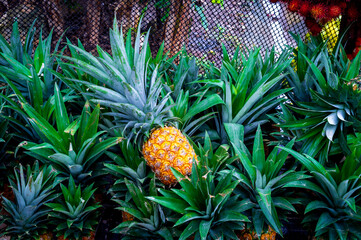 Fototapeta premium ripe pineapple resting on pineapple crowns in a popular market in Latin America panama