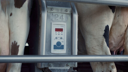 Farm worker milking system check process on automatic technological ranch