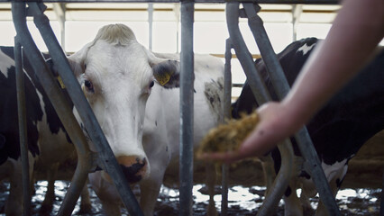 Agronomist feeding white cow with hay in barn closeup. Farmer caring cattle.