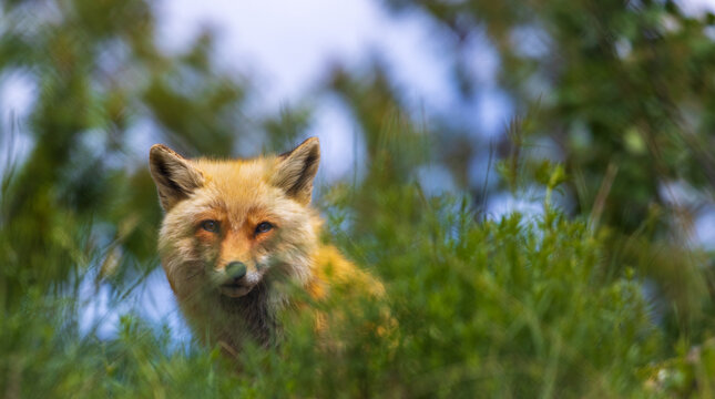 Red Fox Looking You In The Eye Partially Obscured Behind A Bush With Soft Forest Background. 