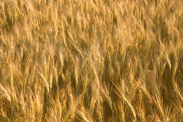 Beautiful agricultural field with ripening wheat crop