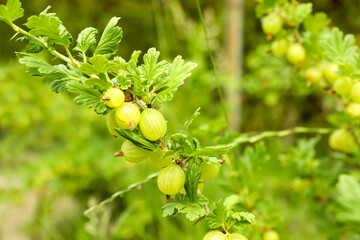 Closeup view of bush with ripening gooseberries outdoors. Space for text