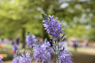 Beautiful Camassia growing outdoors, closeup. Spring season