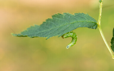 caterpillar on leaf