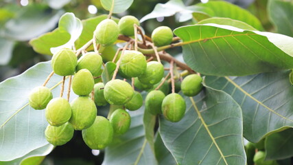 Fototapeta premium Chebulic raw fruit myrobalans on the tree. Bunch of fresh green Myrolan Wood (Terminalia Chebula Retz.) Herbs Common Myrobalan, Harad, Chebulic, Gallnut with copy space. selective focus