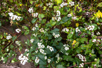 Buckwheat at the stage of ripening before harvesting. Fagopyrum esculentum, Japanese buckwheat and silverhull buckwheat blooming on the field. Close-up flowers of buckwheat. Soft focus