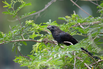 anu-preto (Crotophaga ani)
