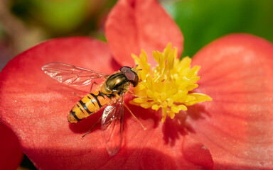 fly on flower