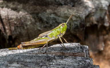 grasshopper on the ground
