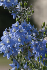 Blue Delphiniums in a Garden