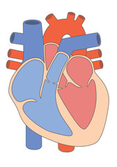 内臓_心臓　文字なし