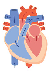 内臓_心臓　血液の流れ