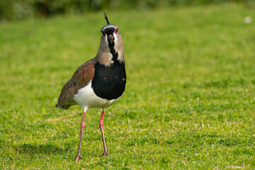 Ave Vanellus Chilenses sobre fondo natural y verde 