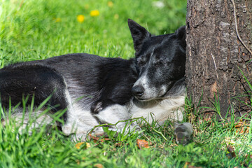 perro durmiendo sobre árbol 