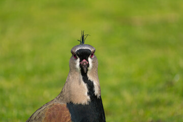 Rostro de ave Vanellus Chilenses sobre fondo verde 