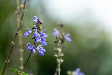 flores violetas de romero creciendo naturalmente 